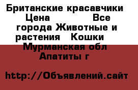 Британские красавчики › Цена ­ 35 000 - Все города Животные и растения » Кошки   . Мурманская обл.,Апатиты г.